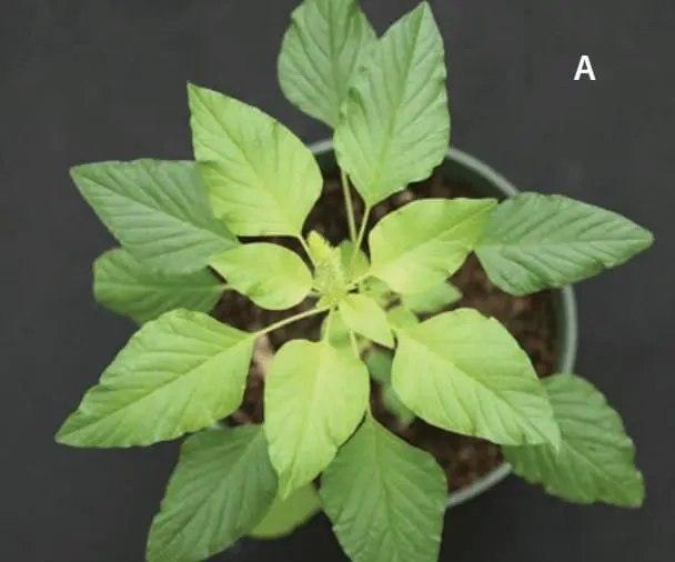 uma visão superior de uma planta jovem de caruru (gênero Amaranthus), uma conhecida planta daninha, crescendo