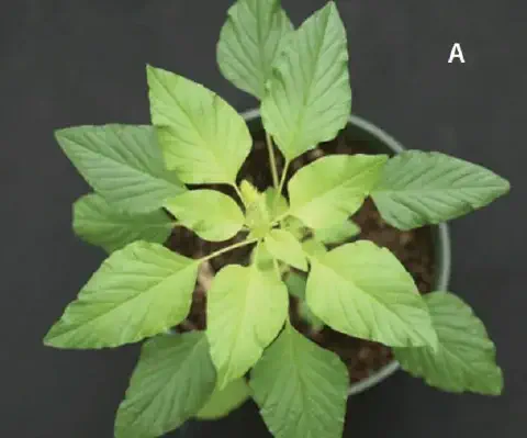 uma visão superior de uma planta jovem de caruru (gênero Amaranthus), uma conhecida planta daninha, crescendo