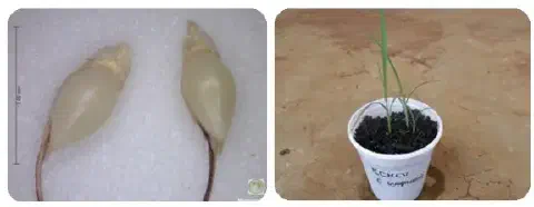 composição de duas fotografias que ilustram o ciclo inicial de uma planta, provavelmente uma planta daninha co