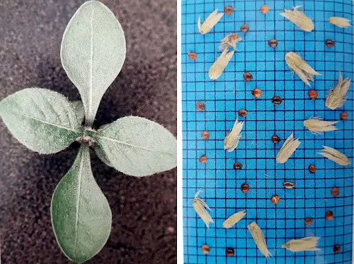 composição de duas fotografias lado a lado, com um propósito comparativo e educacional no contexto agrícola. À