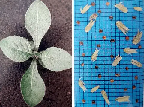 composição de duas fotografias lado a lado, com um propósito comparativo e educacional no contexto agrícola. À