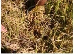 close-up de uma lavoura de arroz, destacando uma área com plantas amareladas e secas em contraste com outr