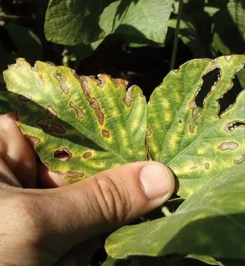 close-up da mão de uma pessoa, provavelmente um agricultor ou agrônomo, segurando uma folha de soja para in