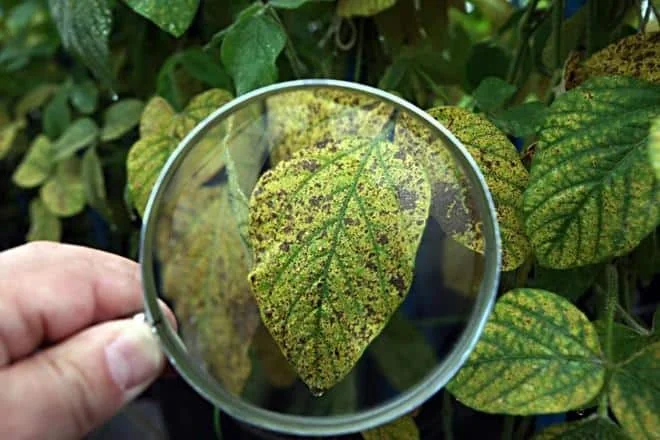 uma análise detalhada de uma folha de planta, provavelmente soja, sendo examinada com uma lupa. A mão de uma p