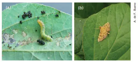 Identificação de Lagarta e Mariposa: Pragas na Lavoura díptico, composto por duas fotografias legendadas como (a) e (b), que ilustram duas fases do ciclo de vida de u