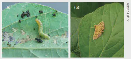 díptico, composto por duas fotografias legendadas como (a) e (b), que ilustram duas fases do ciclo de vida de u