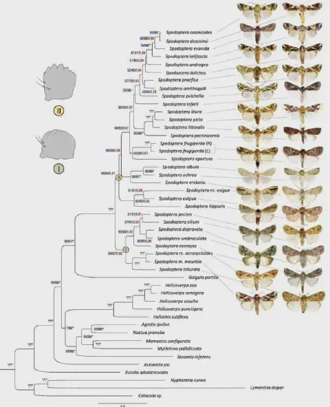 árvore filogenética ilustrando as relações evolutivas entre espécies de Spodoptera