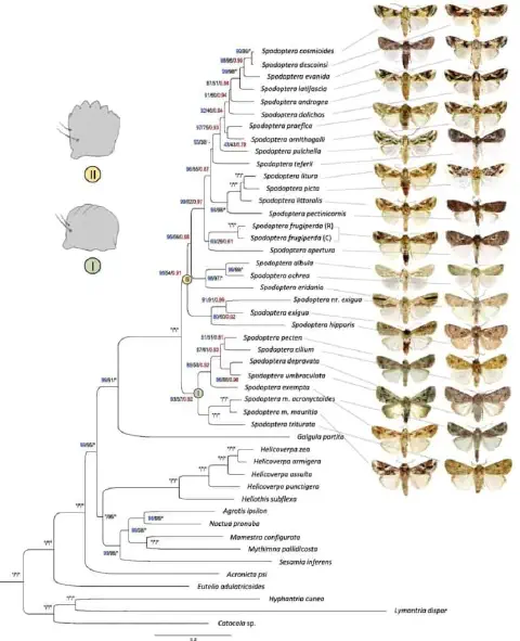 árvore filogenética ilustrando as relações evolutivas entre espécies de Spodoptera