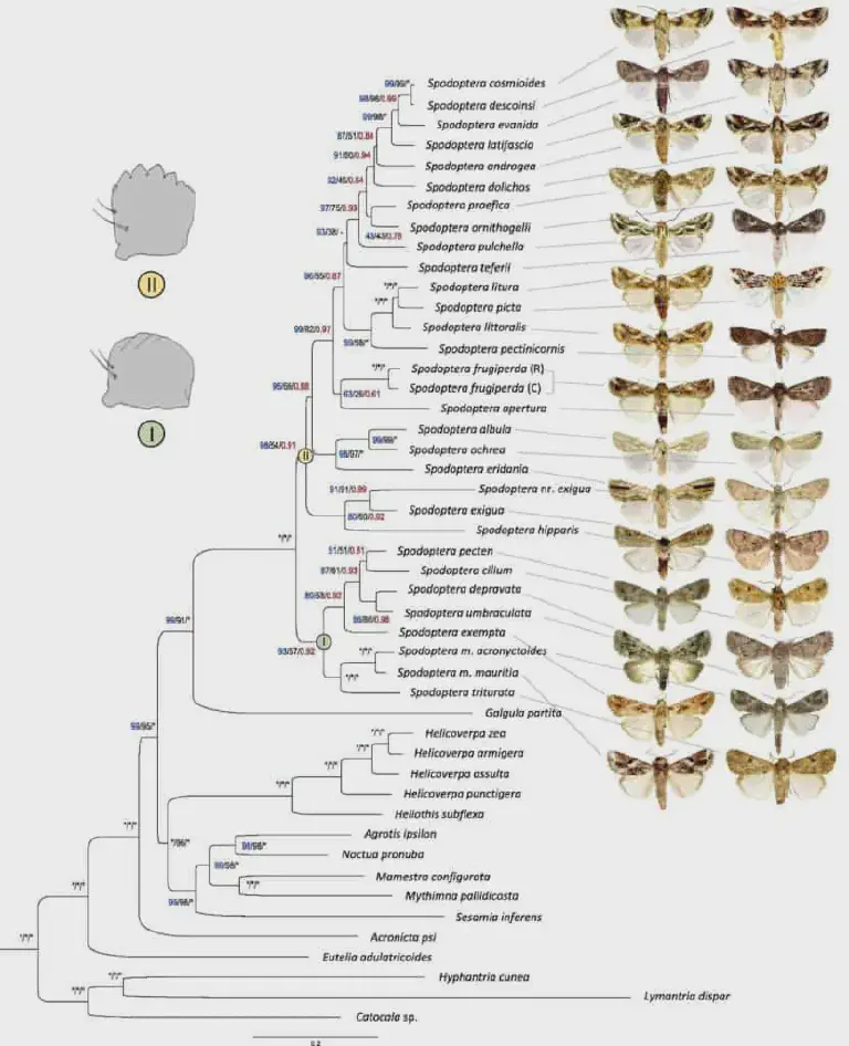 Identificação de Mariposas Spodoptera: Guia Filogenético árvore filogenética ilustrando as relações evolutivas entre espécies de Spodoptera