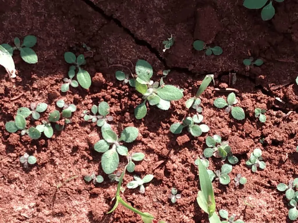 Identificação de Plantas Daninhas em Estágio Inicial close-up de um solo de coloração avermelhada, característico de latossolos, onde diversas plântulas estão e