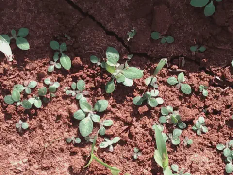 close-up de um solo de coloração avermelhada, característico de latossolos, onde diversas plântulas estão e