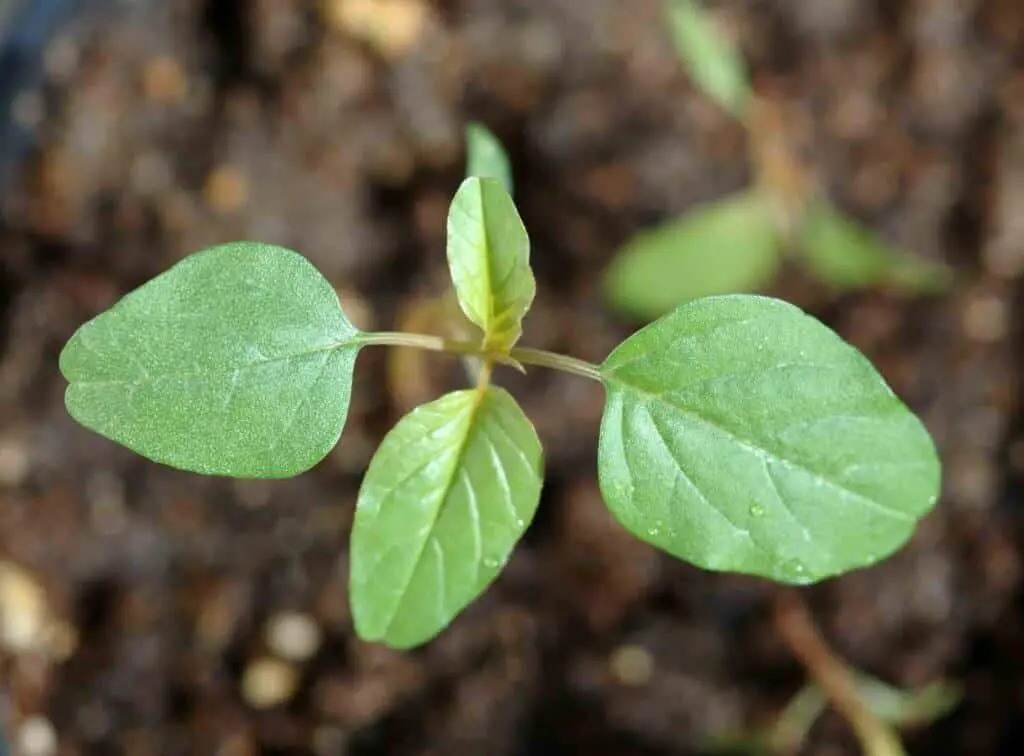 Identificação de Plantas Daninhas no Estágio Inicial uma visão macro, de cima para baixo, de uma plântula em seu estágio inicial de desenvolvimento, brotando de um