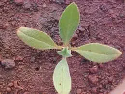 Identificação de Plântula de Planta Daninha na Lavoura close-up, visto de cima, de uma plântula recém-germinada em solo de cor avermelhada, típico de latossolos b
