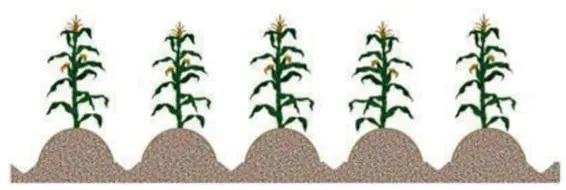 Ilustração de plantação de milho em fileiras uma ilustração esquemática de cinco pés de milho plantados em uma fileira uniforme. Cada planta está posiciona