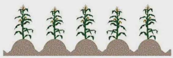 Ilustração de plantação de milho em fileiras uma ilustração esquemática de cinco pés de milho plantados em uma fileira uniforme. Cada planta está posiciona