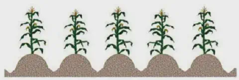 uma ilustração esquemática de cinco pés de milho plantados em uma fileira uniforme. Cada planta está posiciona