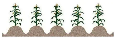 uma ilustração esquemática de cinco pés de milho plantados em uma fileira uniforme. Cada planta está posiciona