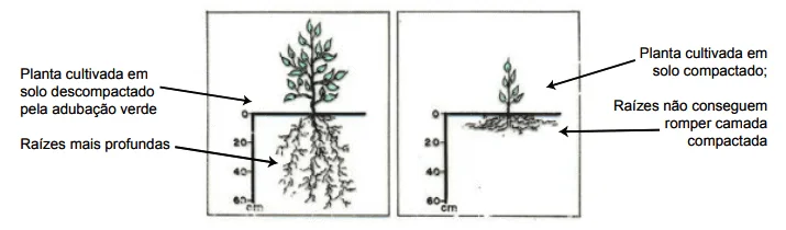 comparação visual clara entre duas plantas para ilustrar os efeitos da compactação do solo no desenvol