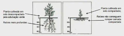 comparação visual clara entre duas plantas para ilustrar os efeitos da compactação do solo no desenvol