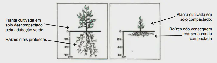Impacto da Compactação do Solo no Crescimento das Plantas comparação visual clara entre duas plantas para ilustrar os efeitos da compactação do solo no desenvol