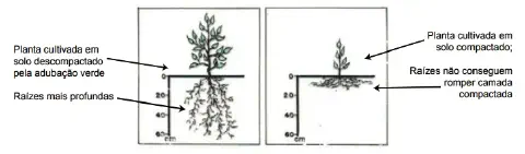 comparação visual clara entre duas plantas para ilustrar os efeitos da compactação do solo no desenvol