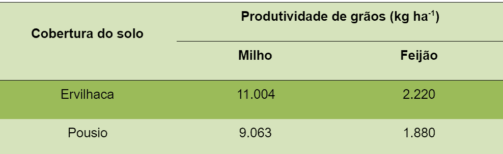 Impacto da Ervilhaca na Produtividade de Milho e Feijão uma tabela comparativa que demonstra o impacto de diferentes tipos de cobertura de solo na produtividade de gr