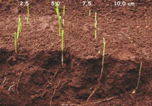 corte transversal do solo, ilustrando um experimento sobre o efeito da profundidade de semeadura na emergên