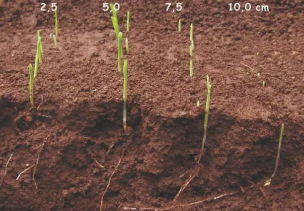 Impacto da Profundidade de Semeadura na Germinação corte transversal do solo, ilustrando um experimento sobre o efeito da profundidade de semeadura na emergên