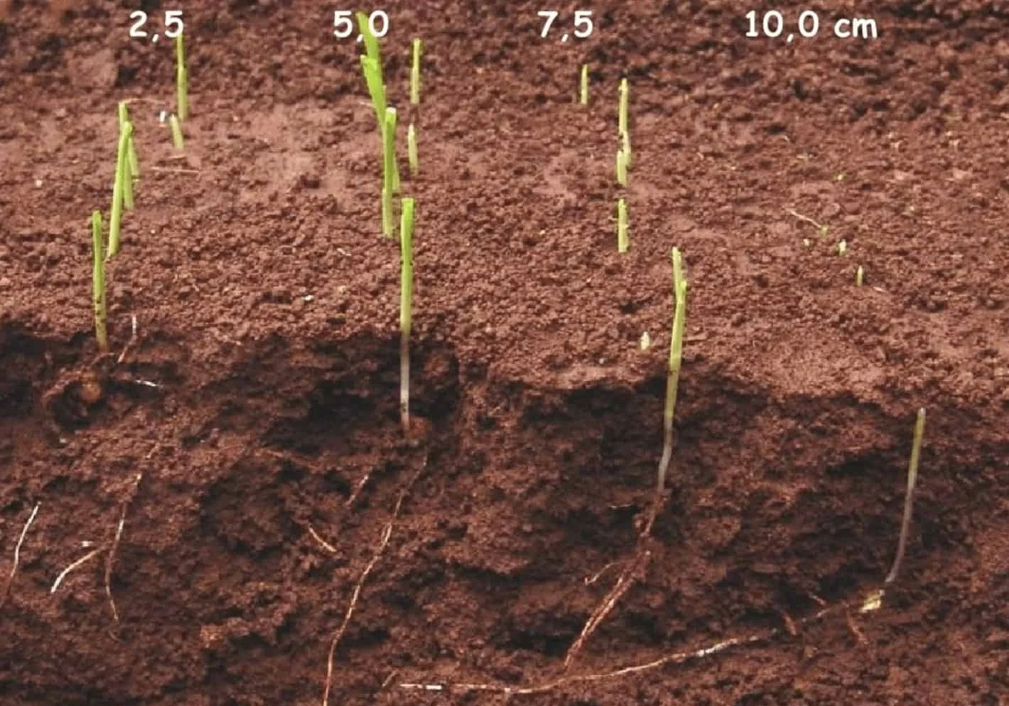 corte transversal do solo, ilustrando um experimento sobre o impacto da profundidade de semeadura na emergê
