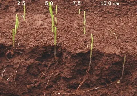 corte transversal do solo, ilustrando um experimento sobre o impacto da profundidade de semeadura na emergê