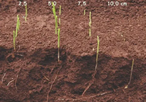 corte transversal do solo, ilustrando um experimento sobre o impacto da profundidade de semeadura na emergê