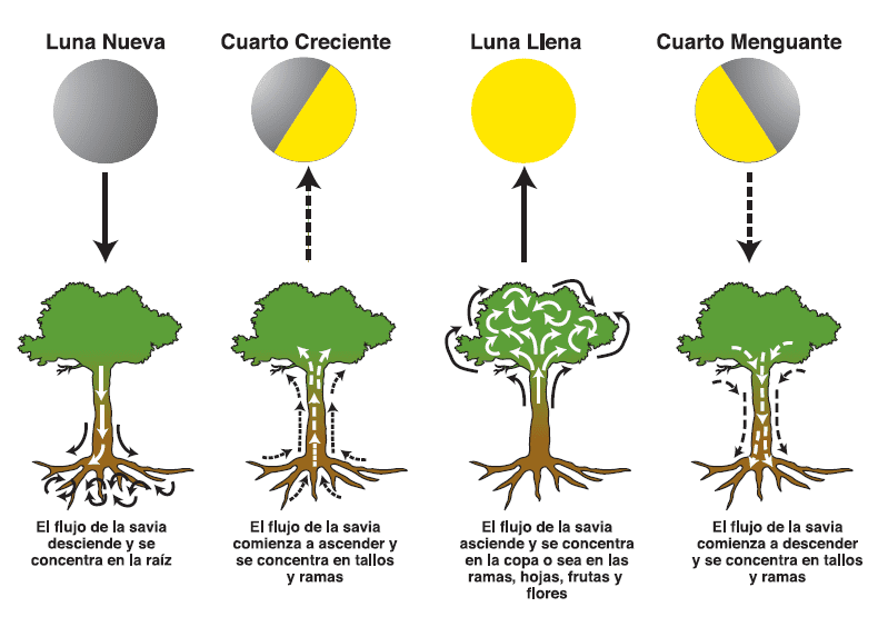Este infográfico ilustra a influência das quatro principais fases da lua (Nova, Crescente, Cheia e Minguante) no fluxo de sei