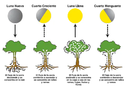 Este infográfico ilustra a influência das quatro principais fases da lua (Nova, Crescente, Cheia e Minguante) no fluxo de sei