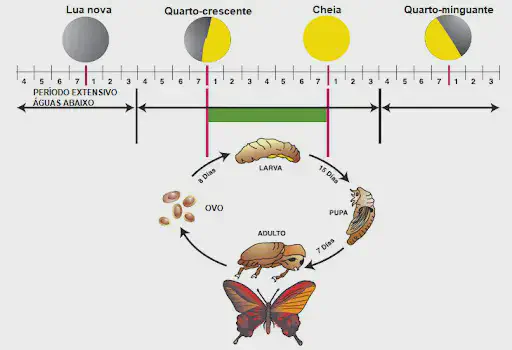 infográfico que ilustra a correlação entre as fases da lua e o ciclo de vida de um inseto, um conceito aplicado
