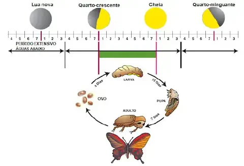 infográfico que ilustra a correlação entre as fases da lua e o ciclo de vida de um inseto, um conceito aplicado
