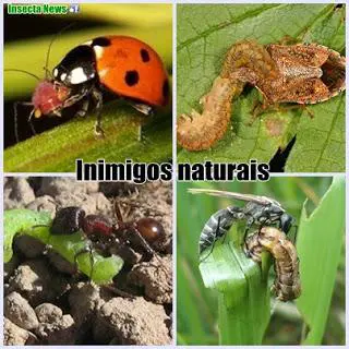 colagem composta por quatro fotografias que ilustram o conceito de ‘Inimigos Naturais’ no controle de pragas a
