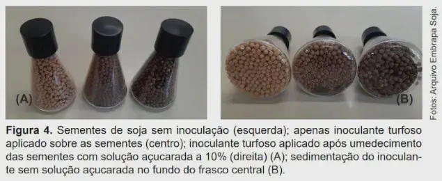 Inoculação de Soja: Como Garantir a Aderência do Inoculante A imagem, proveniente do arquivo da Embrapa Soja, é uma composição de duas fotografias (A e B) que demonstram um experimento