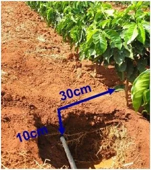 uma seção transversal do solo em uma lavoura de café, mostrando a instalação de um sistema de irrigação por go