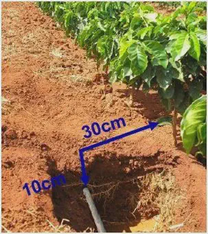 uma seção transversal do solo em uma lavoura de café, mostrando a instalação de um sistema de irrigação por go
