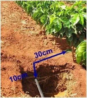 uma seção transversal do solo em uma lavoura de café, mostrando a instalação de um sistema de irrigação por go