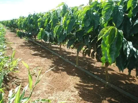 fileira de pés de café jovens em uma plantação bem cuidada. As plantas apresentam folhas verdes e viçosas