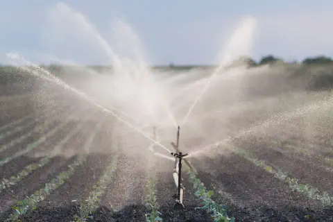 cena de uma lavoura em estágio inicial, com fileiras de pequenas mudas verdes plantadas em solo escuro.
