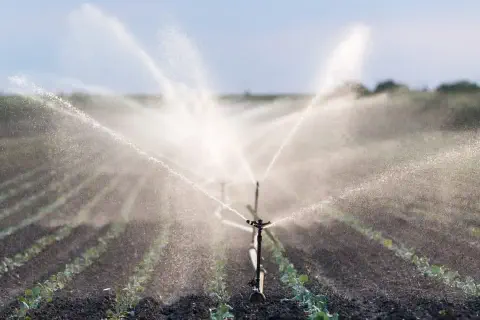 cena de uma lavoura em estágio inicial, com fileiras de pequenas mudas verdes plantadas em solo escuro.