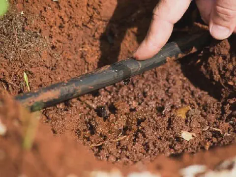 close-up detalhado de um sistema de irrigação por gotejamento em operação. Em foco, uma mangueira preta es
