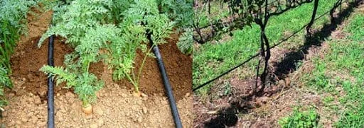 composição de duas cenas agrícolas lado a lado, demonstrando a aplicação do sistema de irrigação por gotejamen