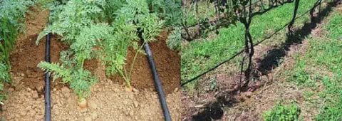 composição de duas cenas agrícolas lado a lado, demonstrando a aplicação do sistema de irrigação por gotejamen
