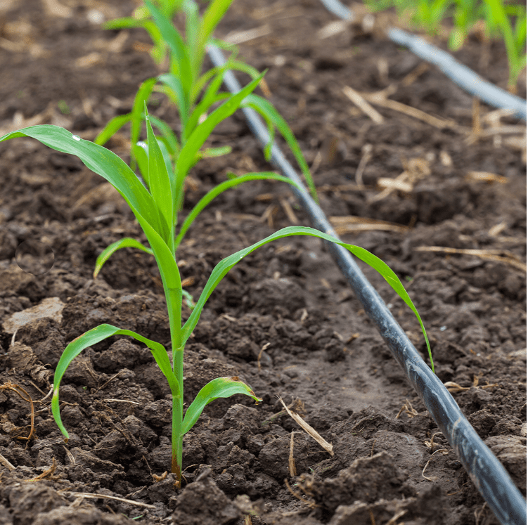close-up de uma plântula de milho em estágio inicial de desenvolvimento, crescendo em solo fértil e bem pre