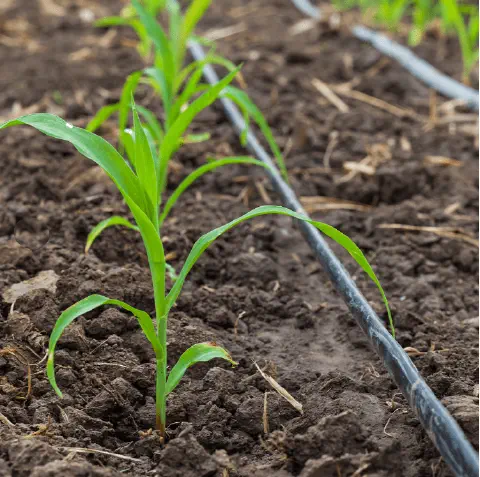 close-up de uma plântula de milho em estágio inicial de desenvolvimento, crescendo em solo fértil e bem pre