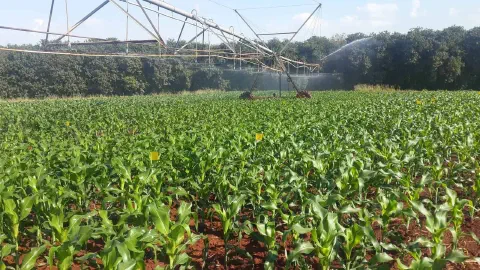 uma ampla lavoura de milho em estágio inicial de desenvolvimento, com as plantas verdes e viçosas se estendend