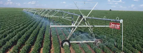 uma ampla lavoura de algodão, com as plantas verdes e saudáveis dispostas em fileiras perfeitamente alinhadas